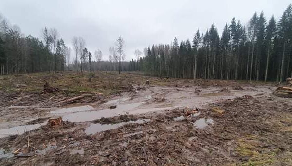 Toomas Paur, Maarika Niidumaa, Tiiu Ritari: Nursipalust 10.12.2024